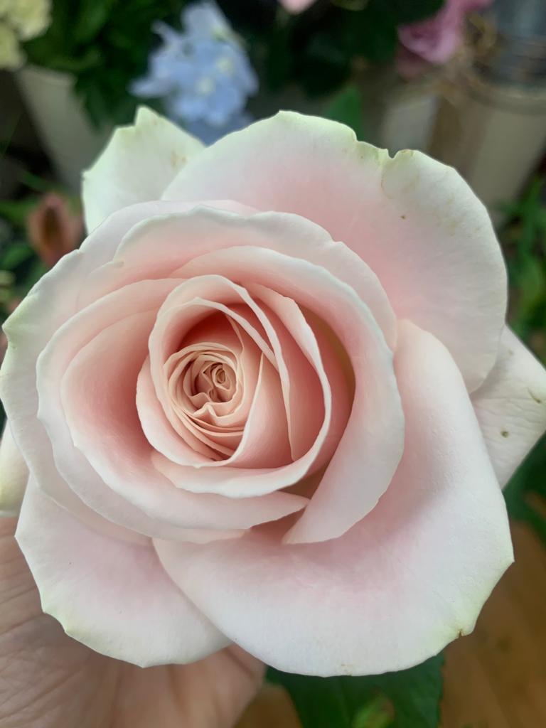 Botanical Summer Workshop Temple Guiting